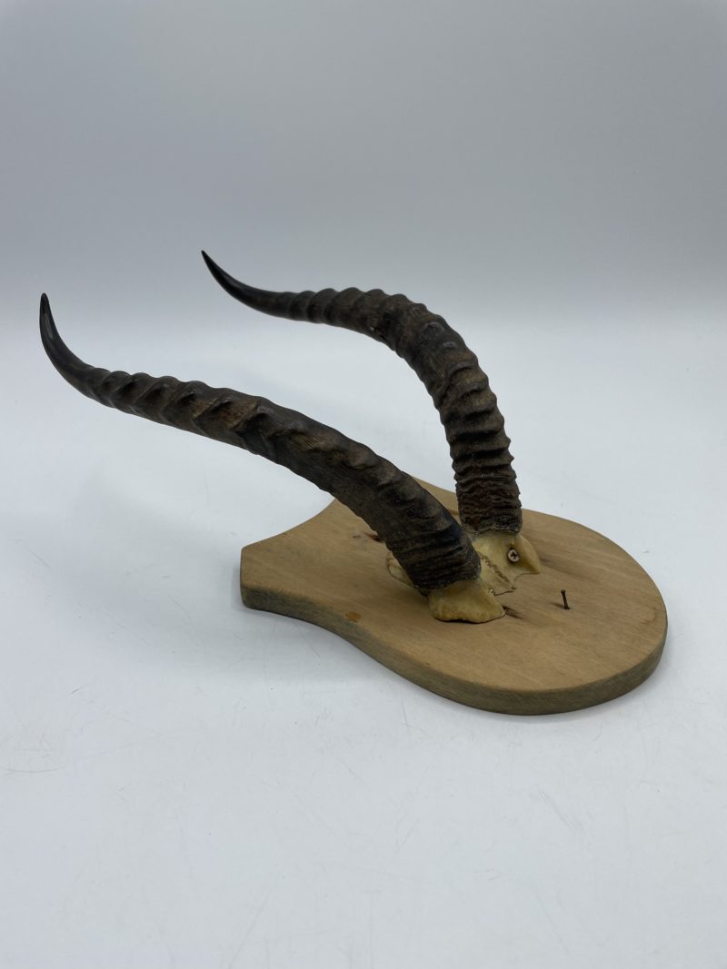 Lot de 3 trophées de chasse bois de cerf et cornes de gazelle – Image 8