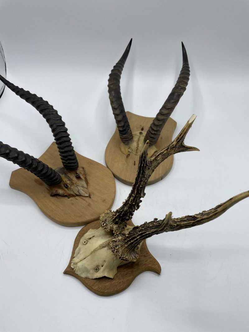Lot de 3 trophées de chasse bois de cerf et cornes de gazelle – Image 7