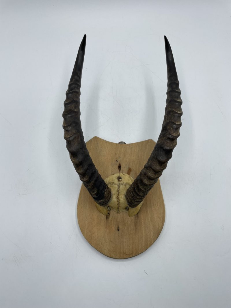 Lot de 3 trophées de chasse bois de cerf et cornes de gazelle – Image 2