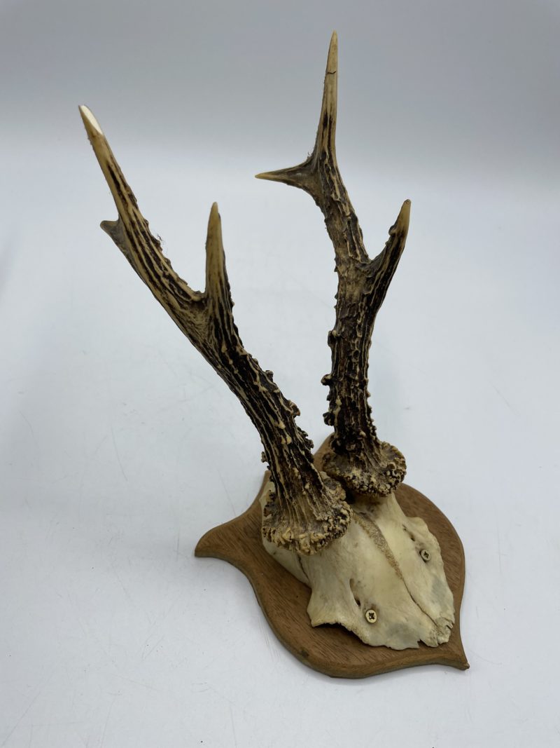 Lot de 3 trophées de chasse bois de cerf et cornes de gazelle – Image 15