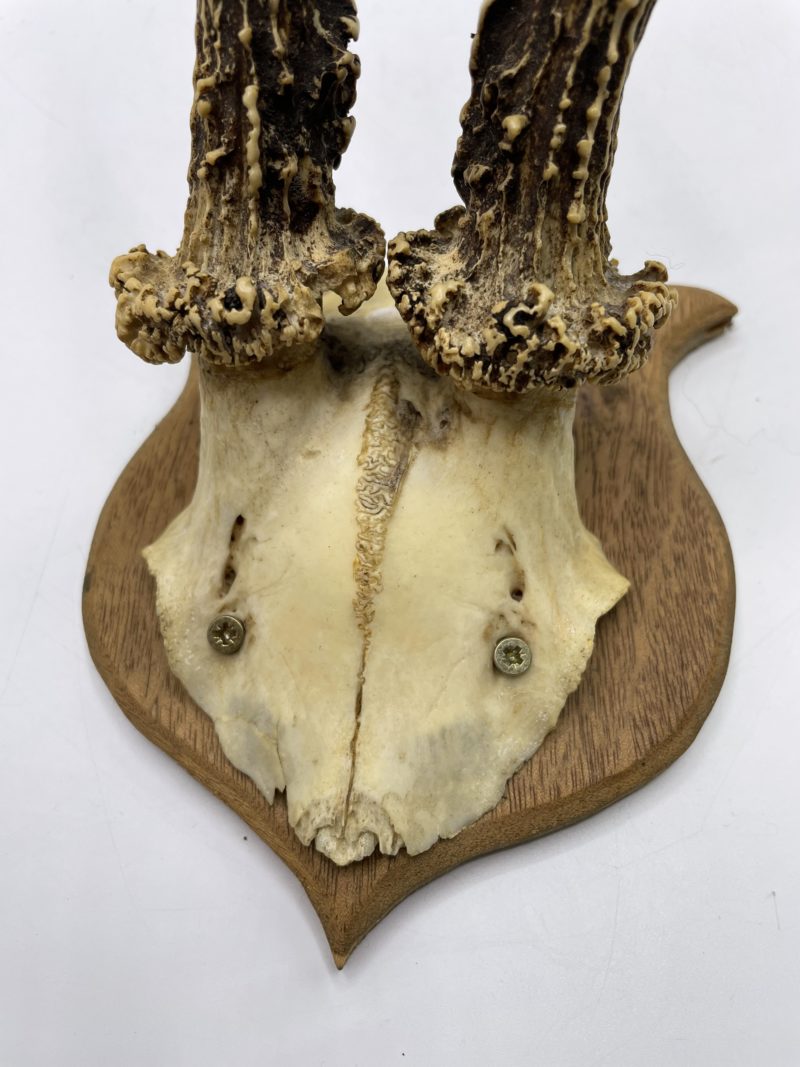 Lot de 3 trophées de chasse bois de cerf et cornes de gazelle – Image 14