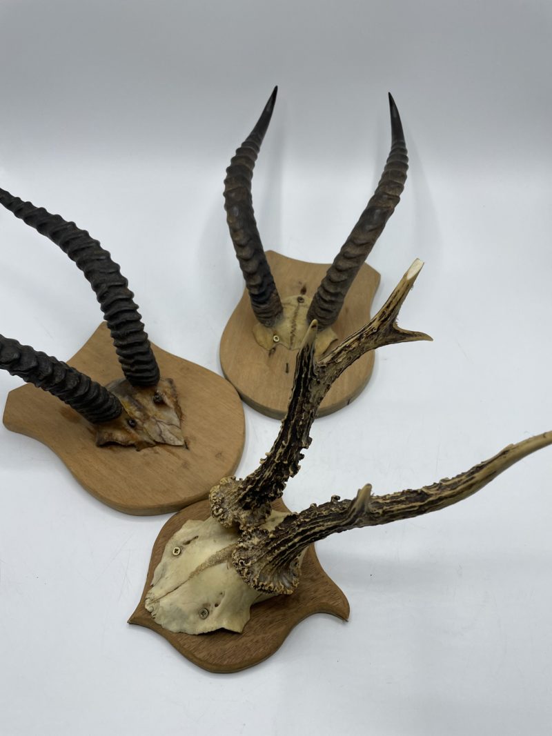 Lot de 3 trophées de chasse bois de cerf et cornes de gazelle – Image 10