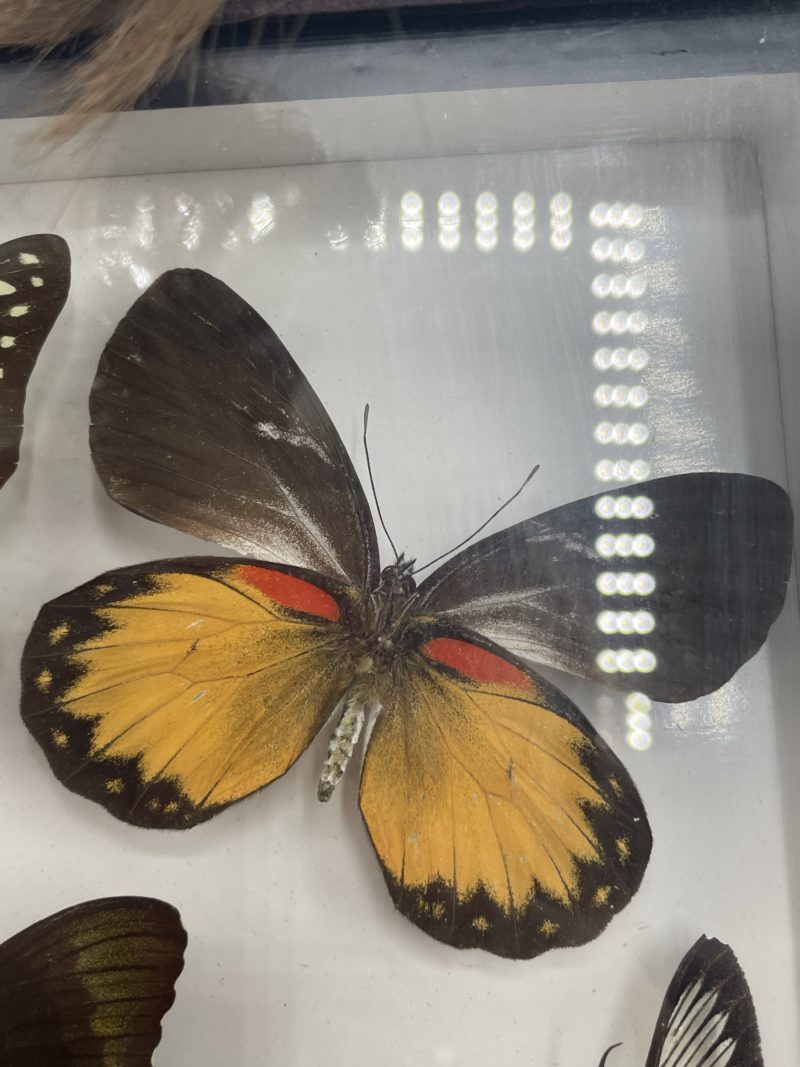 Duo cadres en bois de papillons naturalisés Bali Butterfly Park – Image 12