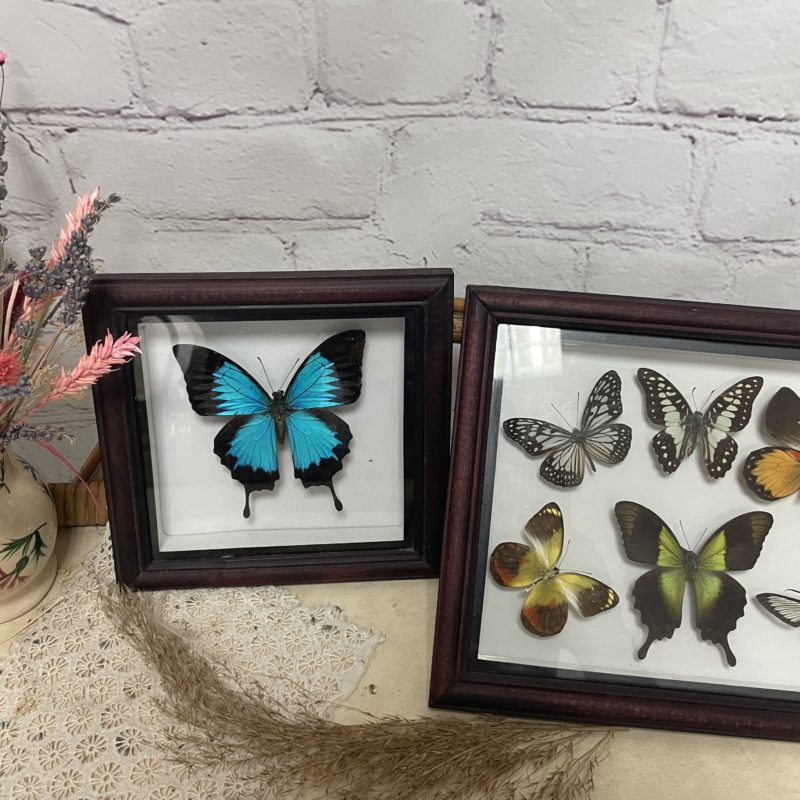 cadre-papillon-naturalise-bali-butterfly-park-cabinet-curiosite