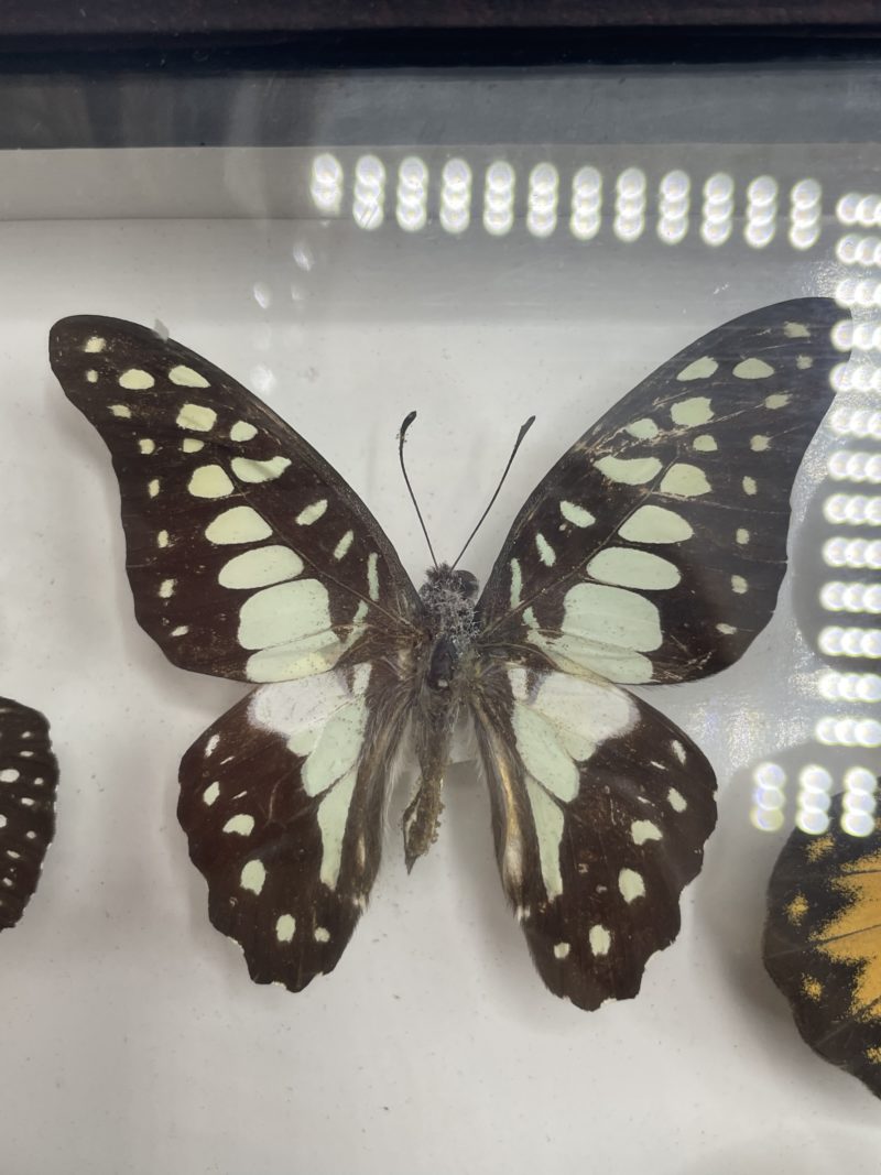 Duo cadres en bois de papillons naturalisés Bali Butterfly Park – Image 6