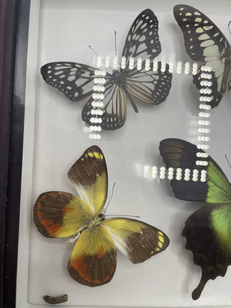 Duo cadres en bois de papillons naturalisés Bali Butterfly Park – Image 7