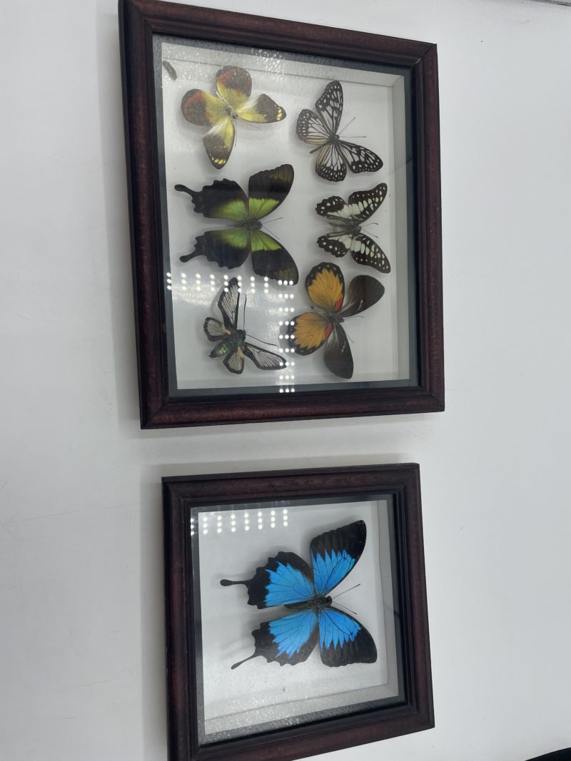Duo cadres en bois de papillons naturalisés Bali Butterfly Park – Image 4