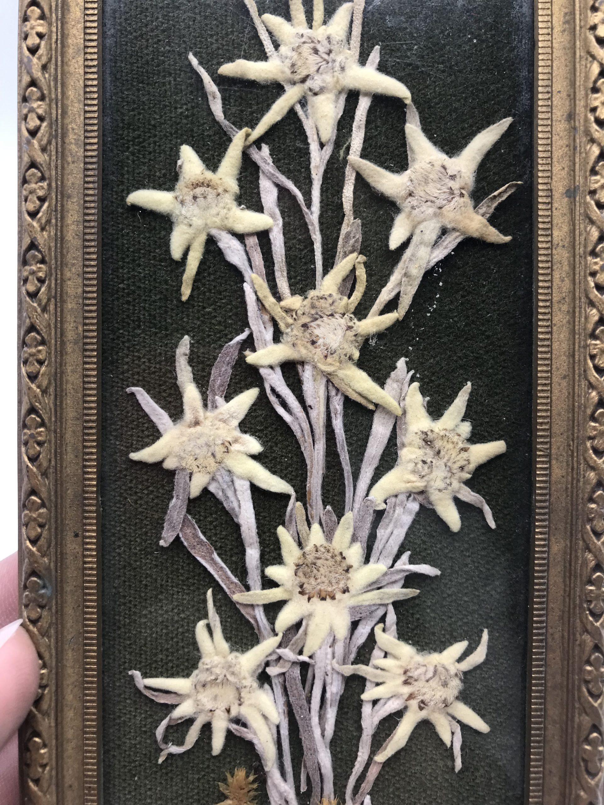 Ancien Cadre Fleurs Séchées Edelweiss - Ressourcerie Histoires Sans Fin