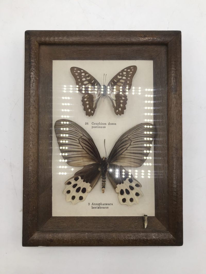 papillon Graphium Doson Postianus et Atrophaneura Horishanus