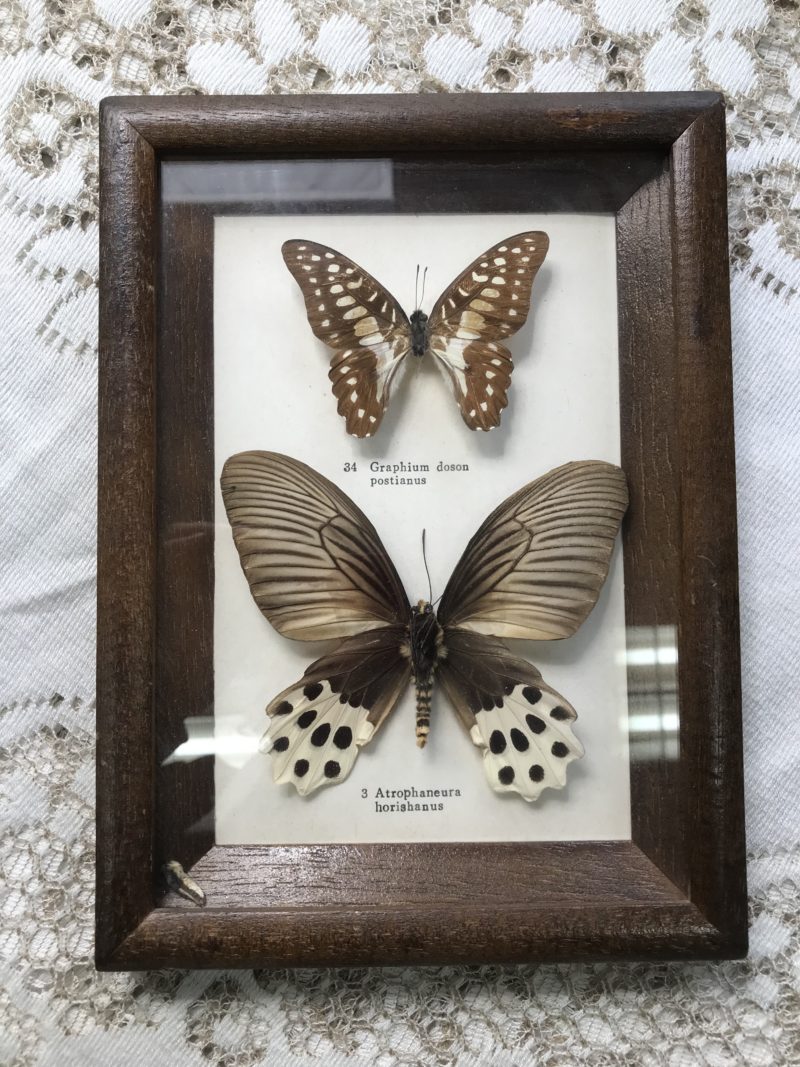 papillon Graphium Doson Postianus et Atrophaneura Horishanus