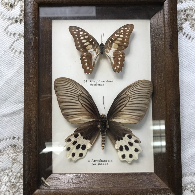 papillon Graphium Doson Postianus et Atrophaneura Horishanus